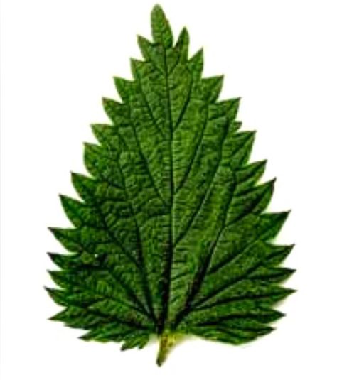 Nettle Leaf. Her personality seems a bit off-putting and yes prickly at first, but she is truly nurturing and supportive. Nettle leaf is among the most valuable herbal remedies.  Because of its many nutrients, it is traditionally used as a spring tonic. The first thing I noticed at the herbalist's meditation circle this week was how different I felt sitting in her studio in front of a big bowl of freshly cut nettle. It felt like my energy field expanded all the way out to the edges of the room! Meditation Circle, Cosmetic Formulation, Plant Reference, Nettle Leaf, Flower Remedies, 5 Month Old, Edible Wild Plants, Flower Remedy, Cold Blooded