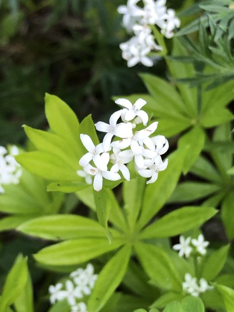 Sweet woodruff Sweet Woodruff, Herbal Magic, Woodland Garden, Ground Cover