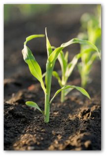 How to Grow Sweet Corn in Your Vegetable Garden Corn Growing, Growing Sweet Corn, Corn Farm, Growing Corn, Scandinavian Kids, Corn Field, Black Pfp, Corn Plant, Growing Veggies