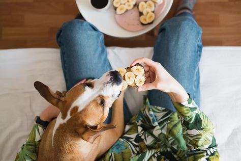 Yes, Dogs Can Eat Bananas. Plus, Other Fruits They Can Try Bananas For Dogs, Can Dogs Eat Bananas, Fruits For Dogs, Toy Bulldog, Itchy Dog, Dog Shaking, Dogs Stuff, Food Allergens, Dog Diet