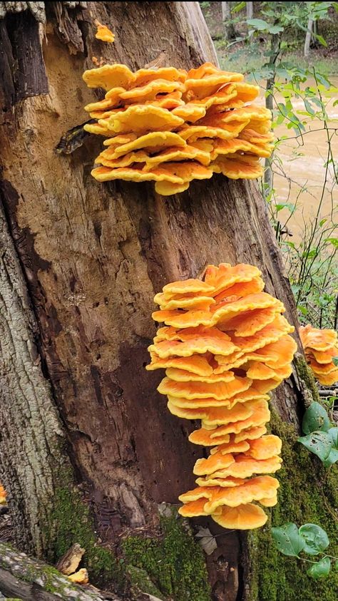 How to Prepare Chicken of the Woods Mushrooms - Foraged - Foraged Tlou Aesthetic, Mushroom Foraging, Chicken Of The Woods, Sustainable Food Systems, Turkey Tail Mushroom, Specialty Food Store, Mushroom Drawing, Porcini Mushrooms, Harvest Recipes