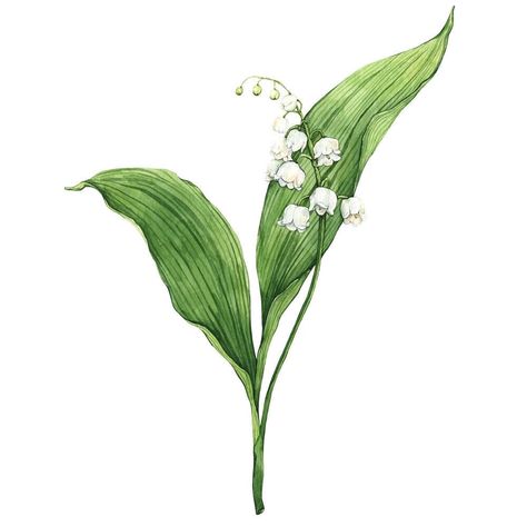 May Birth Flower, Paintings Of Flowers, May Birth Flowers, Illustration Studio, Lily Of The Valley Flowers, Lily Painting, Book Illustration Art, Botanical Illustrations, Botanical Poster