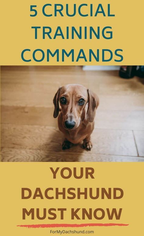 Training Dachshund Puppies, Teaching A Dog To Sit, Dachshund Diy Crafts, Training A Dachshund Puppy, Daushands Puppies, Happy Dachshund, Dachshund Facts, Dachshund Puppy Training, Daschund Puppies