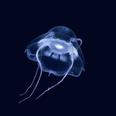 Animal Wall Art | LUMAS Types Of Jellyfish, Jellyfish Species, Sea Jellies, Fishing Photography, Deep Sea Creatures, Mazzy Star, Aquatic Animals, Ocean Creatures, Marine Animals