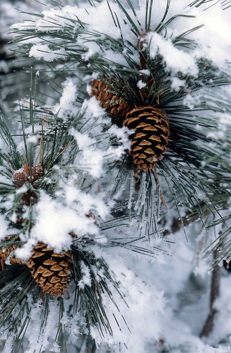 Pine cones on snow covered pine - by Ron Rovtar Pine Cones, A Tree