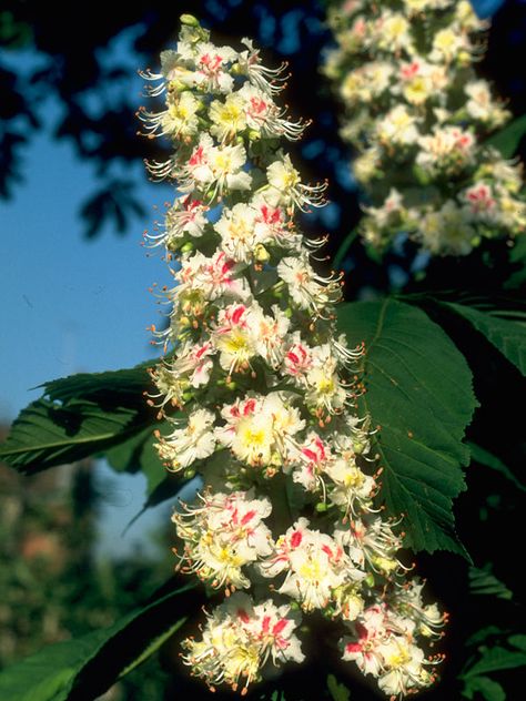 Bach Remedies, White Chestnut, Bach Flowers, Bach Flower Remedies, Right In The Childhood, Flower Remedy, Chestnut Trees, Flower Essences, Healing Herbs