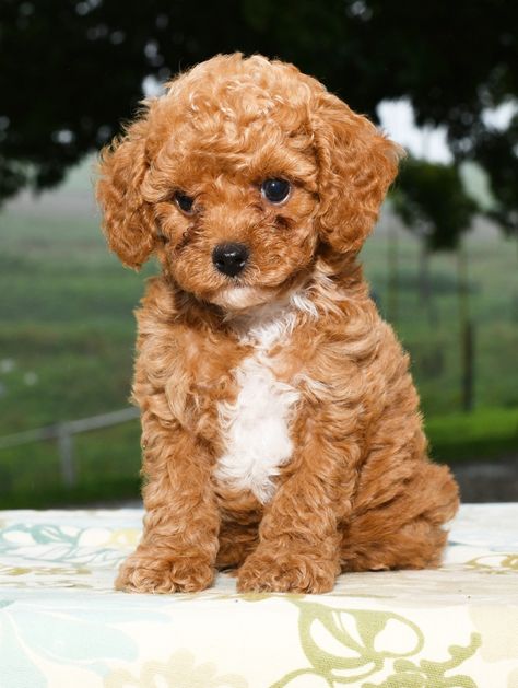 Teacup Cavapoo, Baby Animals Real, Husky Corgi, Teacup Poodle Puppies, Cavapoo Puppy, Teddy Bear Puppies, Grooming Business, November 01, Puppy Mom