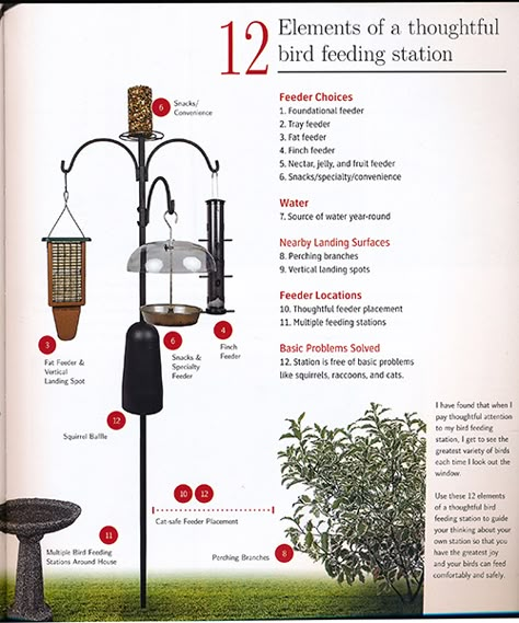 Bird Feeders In Yard, Bird Sanctuary Ideas Backyards Gardens, Backyard Bird Feeding Stations, Bird Feeder Landscaping Ideas, Bird Feeding Station Ideas Gardens, Bird Feeder Station Ideas Diy, Bird Sanctuary Ideas Backyards, Bird Feeding Station Ideas, Bird Feeder Landscaping