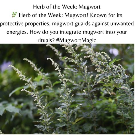 Herb of the Week: Mugwort
🌿 Herb of the Week: Mugwort! Known for its protective properties, mugwort guards against unwanted energies. How do you integrate mugwort into your rituals? #MugwortMagic Mugwort Herb, Zodiac Candles, Spiritual Candles, Seasonal Candles, Wellness Journey, Aromatherapy Oils, Holistic Wellness, Tea Blends, Natural Products