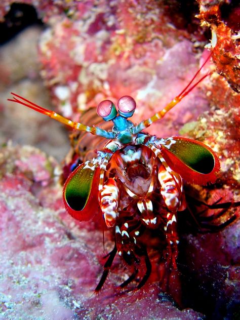 mantis shrimp Peacock Mantis Shrimp, Mantis Shrimp, Beautiful Sea Creatures, Underwater Creatures, Underwater Life, Haruki Murakami, Crustaceans, Colorful Animals, Colorful Fish