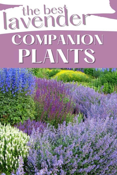 Top says "the best lavender companion plants: and bottom has a pic of lavender. Planting Lavendar, What To Plant With Lavender, French Lavender Plant, Lavender Companion Plants, Lavender Planters, Lavender Plant Care, Rosemary Garden, Lavender Hedge, Spanish Lavender