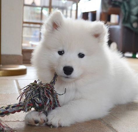 Samoyed Puppy, Samoyed Dogs, Cute Dog Photos, Fluffy Dogs, Retriever Puppy, Animal Jokes, Baby Dogs, Cute Creatures, Exotic Pets