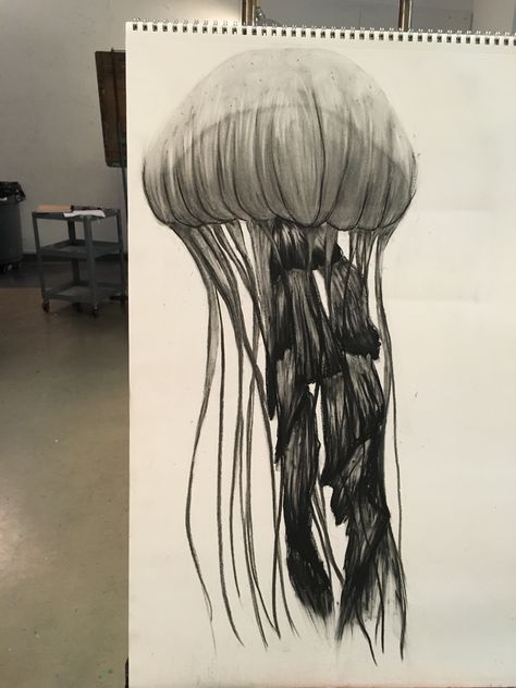 charcoal jellyfish drawing Jellyfish Charcoal Drawing, Jellyfish Anime, Umbrella Jellyfish, Drawing Jellyfish, Lion's Mane Jellyfish, Pet Jellyfish, Cartoon Jellyfish, Jellyfish Aesthetic, Jellyfish Blue