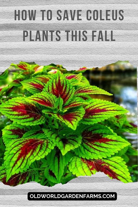 A photo of a coleus plant that is in need of fall care. Photo from oldworldgardenfarms.com Propagating Coleus Plant, Overwintering Coleus, Shade Pots, Coleus Care, Full Sun Container Plants, Growing In Pots, Science Table, Coleus Plants, Coleus Plant