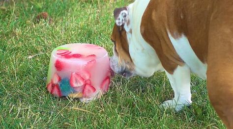 DIY Ice Lick Recipe For Dogs | Earth Rated Ice Bowl For Dogs, Frozen Lick Bowl For Dogs, Dog Frozen Lick Bowl, Puppy Snacks, Puppy Ideas, Ice Bowl, Dog Enrichment, Dog Games, Pet Stains