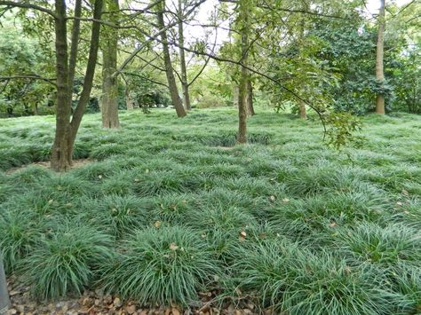 Mondo grass (Ophiopogon japonicus) Grass Photoshop, Best Ground Cover Plants, Big Oak Tree, Ophiopogon Japonicus, Grass Painting, Ground Covers, Grass Wallpaper, Full Sun Plants, Outdoor House