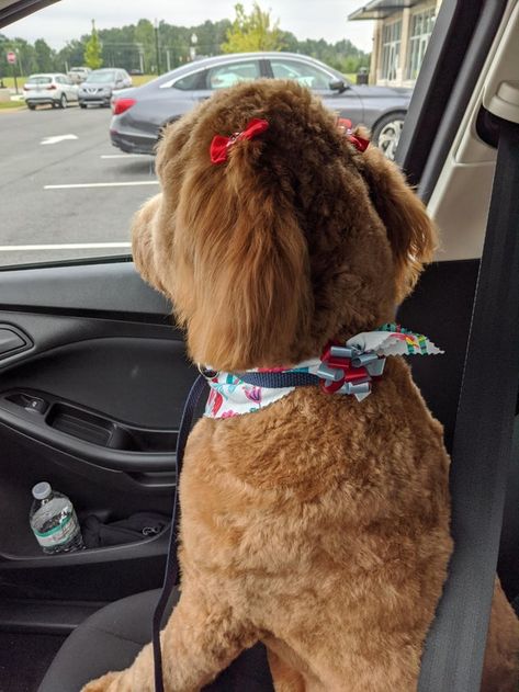 The groomer put bows in her hair and she wasn't amused but I was:) Pretty Goldendoodles Groodle dogs #goldendoodles Golden Doodle Dyed Hair, Golden Doodle Accessories, Golden Doodle Hair Care, Golden Doodle With Hair Bows, Goldendoodle Cartoon Drawing, Sugar Bears, Dog Mommy, Baby Girl Hair, Doodle Coloring