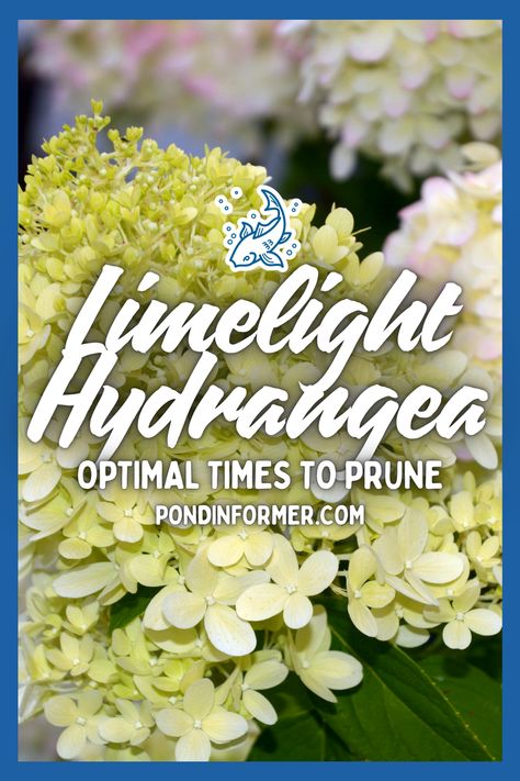 Ensure your Limelight hydrangeas flourish by pruning them at the optimal times! The best time to prune is in late winter to early spring, before new growth begins, to encourage healthy blooms and robust growth.  #LimelightHydrangeaPruning #GardeningTips #Pruning #GardenMaintenance #Gardening #FloralCareGuide #PlantCareGuide #OptimalPruning #LandscapingIdeas #LimelightHydrangea #Flower #PondInformer When To Prune Limelight Hydrangeas, How To Prune Limelight Hydrangea, Limelight Hydrangea Landscaping Design, Pruning Limelight Hydrangeas, How To Prune Hydrangeas, How To Prune Hydrangeas In The Fall, Pruning Hydrangeas Fall, Limelight Hydrangea Tree, Prune Hydrangeas