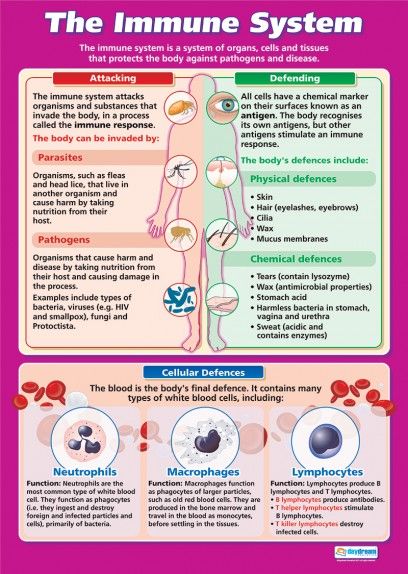 The Immune System | Science Educational School Posters A Level Biology, Biology Classroom, Gcse Science, Biomedical Science, Nursing School Notes, Human Anatomy And Physiology, The Immune System, Nursing Education, Nursing Notes