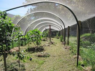 Badger Farm: bird netting for fruit trees Orchard Netting Ideas, Fruit Tree Cage, Fruit Tree Netting Ideas, Orchard Netting, Garden Enclosures, Blueberry Garden, Tree Netting, Fruit Cages, Orchard Ideas