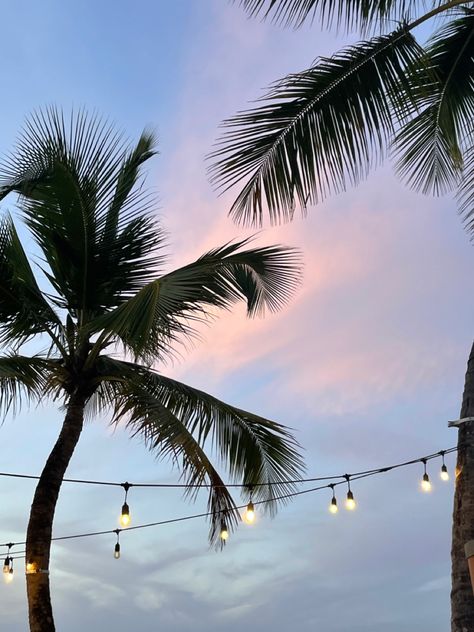 Sunset sky with palm trees & fairy lights Fairy Lights On Palm Trees, Blue Fairy Lights, Sunset Palm Trees, Dark Beach, Brown Hair Looks, Cotton Candy Sky, Fairy Light, Beautiful Night, Best Background Images