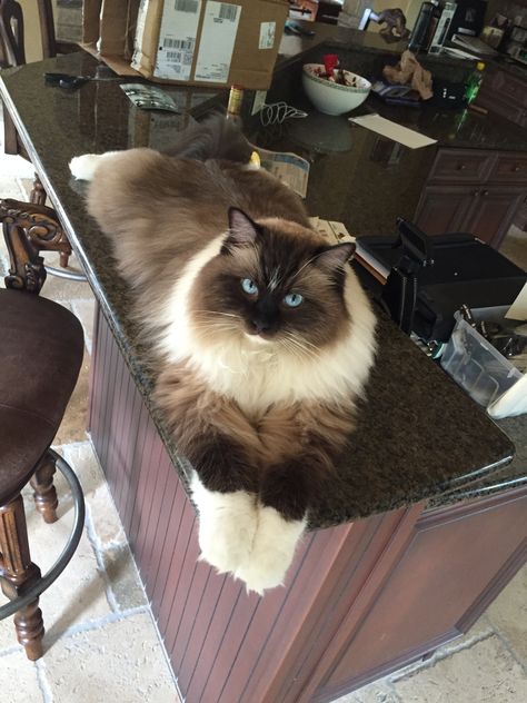 My Ragdoll is named Bradley and he is almost 3 years old. In my opinion he was meant to be for our family. Gatos Cool, Ragdoll Kittens, Söt Katt, Ragdoll Kitten, Gorgeous Cats, Cat Facts, Fluffy Cat, Ragdoll Cat, Cute Kittens