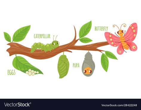 Caterpillar Transformation, Butterfly Transformation, Edible Butterfly, Types Of Butterflies, Cartoon Butterfly, Butterfly Life Cycle, Butterfly Illustration, Back Art, Logo Background