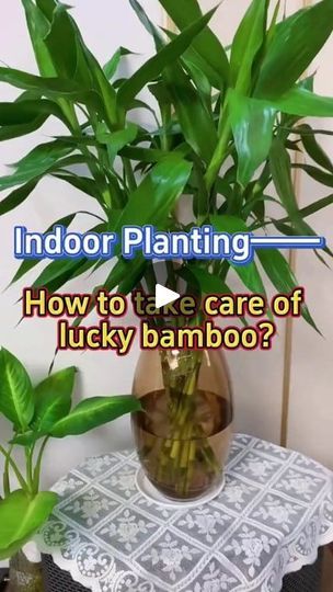 5.8K views · 76 reactions | How to take care of lucky bamboo #indoorplants #homegarden #garden #plants #luckybamboo | Indoor Planting Tips and Garden | Indoor Planting Tips and Garden · Original audio Lucky Bamboo Decor, Bamboo Plant Indoor, Lucky Bamboo Care, Indoor Bamboo Plant, Bamboo House Plant, Bamboo Plant Care, Indoor Bamboo, Indoor Planting, Lucky Bamboo Plants