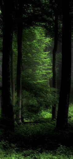 Trending Pins, Dark Forest, Forest, Tumblr, Green, Pins