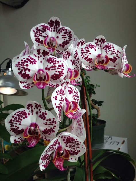 Orchids For Sale, Wild Orchids, Orchid Varieties, Orchid Planters, Red Orchids, Rare Orchids, Exotic Orchids, Flower Vase Arrangements, Nothing But Flowers