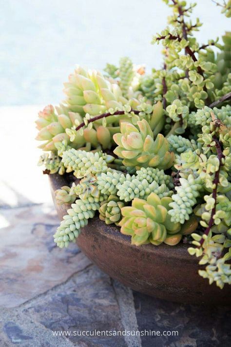 Check out this combination of Sedum adolphii, Sedum burrito, Portulacatia afra variegata and Crassula rupestris in Jeanne Meadow's garden. This arrangement has such subtle changes in color, but the various shapes of the leaves make it so intriguing. Pretty Succulents, Succulent Inspiration, Succulent Containers, Grow Succulents, How To Water Succulents, Garden Succulents, Succulent Gardens, Succulent Garden Design, Succulent Planters