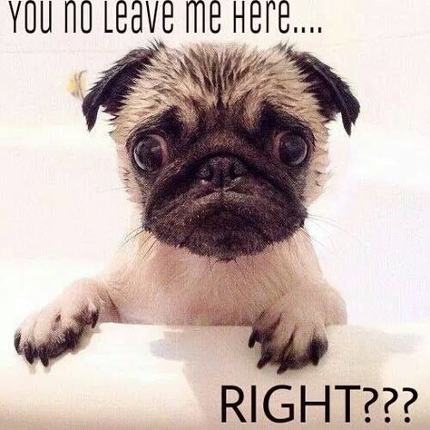 Pug Quotes, Pug Dog Puppy, Cute Pug Puppies, Puppy Pics, Baby Pugs, Pug Pictures, Funny Dog Memes, A Pug, Pug Puppies