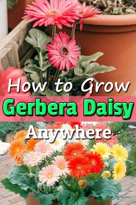 Gerbera Daisy Care Outdoors, Growing Gerbera Daisy, Gerba Daisy, Gerbera Daisy Care, Daisy Care, Gerbera Plant, Gerbera Jamesonii, Geranium Care, Blooming Perennials