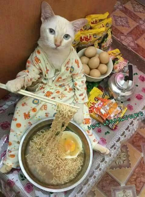 White Cat, A Cat, Ramen, Dogs, Funny, White