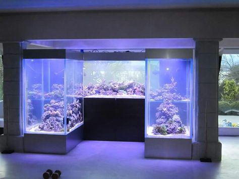 wall tank reef saltwater tank Big Tank Aquarium, Seafood Tank, Touch Tank Aquarium, Big Fish Tanks, Saltwater Aquarium Setup, Saltwater Reef Tank, 40 Gallon Reef Tank, Diy Fish Tank, Amazing Aquariums