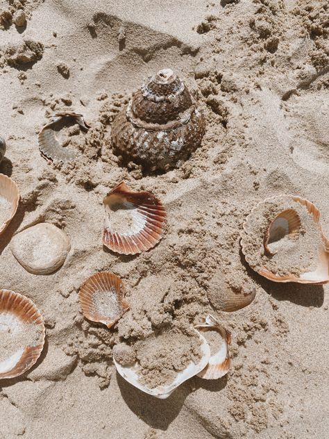 Sand With Seashells, Shell Beach Aesthetic, Beige Beach Aesthetic Wallpaper, Boho Beach Astethic, Pearls Beach Aesthetic, Beach Aesthetic Seashells, Shells Beach Aesthetic, Sea And Sand Aesthetic, Beach Athestic