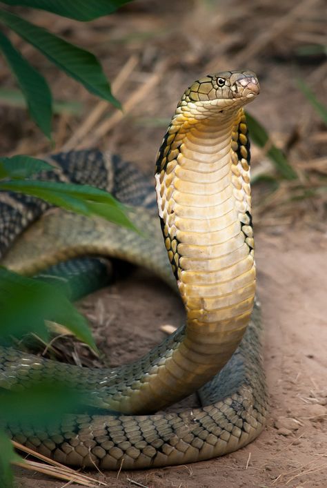 ˚King Cobra (Ophiophagus hannah) King Kobra, King Cobra Snake, Snake Photos, Poisonous Snakes, Types Of Snake, Snake Wallpaper, Cobra Snake, Snake Art, Beautiful Snakes