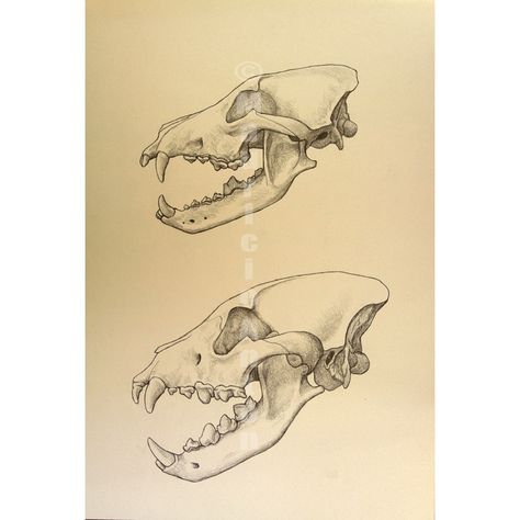 Hyena Skull Tattoo, Wolf Skull Side View, Hyena Skull Drawing, Wendigo Sketch, Hyena Skull, Skull Side View, Animal Skull Drawing, Hyena Tattoo, Pose Couple