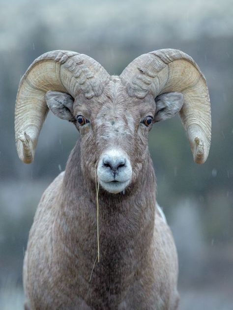 Sheep Reference, Ram Photography, Animals Planet, National Geographic Photography, Big Horn Sheep, Bighorn Sheep, Alfred Molina, Earth Nature, Animals Of The World