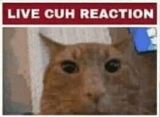 Business Cat Meme, Cat Reaction Images, Cat Reaction, Goofy Cats, Omg Wow, Silly Kitties, Nuh Uh, Cats Pictures, Silly Cats Pictures