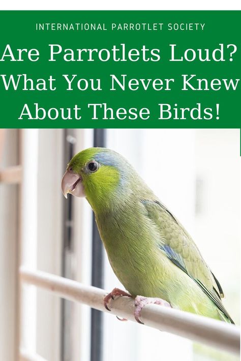 Are parrotlets loud? Find out more about the fascinating personality of these birds and determine if the parrotlet is something you would like to have as a pet one day! #budgie #cockatiel #internationalparrotletsociety #healthcare #africangrey #parrot #parrolet #parakeets #pet #bird #behavior Parakeets, African Grey, Pet Bird, Love Birds, Parrot, One Day, You Never, Birds, Pet