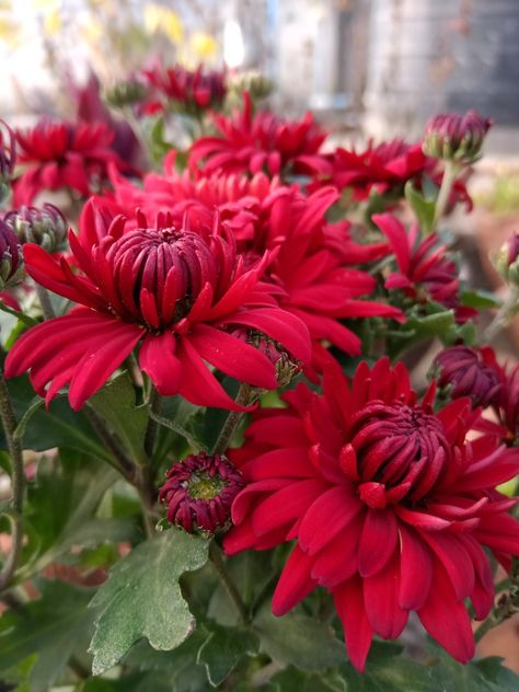 Crysantenum Flower, Red Chrysanthemum, November Flower, Inner Earth, Planting Mums, Water Color Pencils, Spider Mums, Backyard Dreams, Paint Flowers