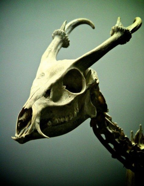 Muntjac Deer Skull, Muntjac Skull, Muntjac Deer, Deer Skeleton, Skull Reference, Animal Skeletons, Animal Skull, Vulture Culture, Skeleton Bones