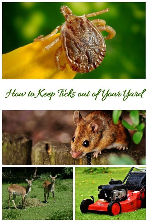 Tick Repellant, Easy Backyard Landscaping, Get Rid Of Ticks, Modern Curb Appeal, Outdoor Garden Diy, Photos Plant, Gardening On A Budget, Decor Garden Ideas, Indoor Herb