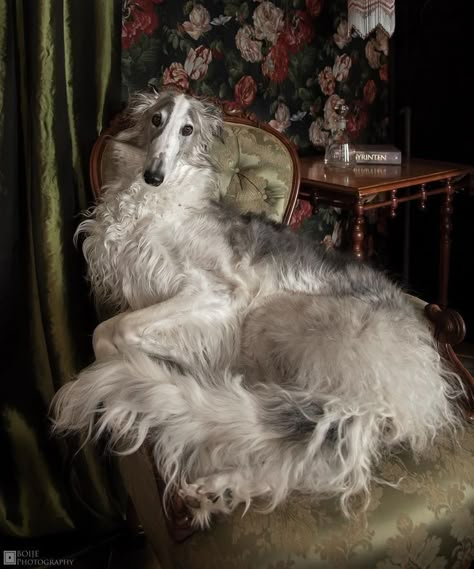 Dog Lying Down, Winter Cottagecore, Russian Wolfhound, Borzoi Dog, Pictures Of Dogs, Pretty Dogs, About Animals, Silly Dogs, Pretty Animals