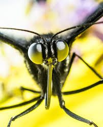 butterfly, insect, eyes, proboscis, probe, macro, close up | Pikist Insect Eyes, Macro Photography Insects, Macro Pictures, Butterfly Eyes, Eye Close Up, Butterfly Insect, Hawk Moth, Social Media Images, Creative Pictures