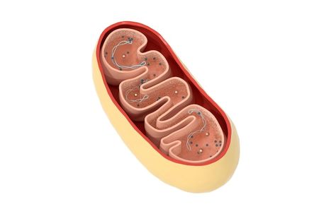 Photo crosssection view of mitochondria ... | Premium Photo #Freepik #photo #mitochondria #animal-cells #genome #cell Mitrocondia Cell, Mitochondria Aesthetic, Cell Aesthetic, Animal Cells, File Decoration, File Decoration Ideas, Info Graphics, Medical Aesthetic, Background 3d