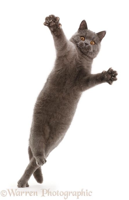 Blue British Shorthair cat leaping with outstretched arms, white background Cat Leaping, Cats To Draw, Blue British Shorthair, Cat Animation, Cats Png, Window Illustration, Cat Poses, British Shorthair Cats, Shorthair Cat