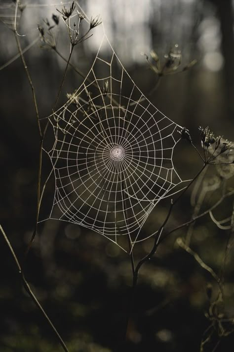 Spider Web Photography, Spider Facts For Kids, Fairy Horror, Erin Core, Spider Facts, Spider Fact, Looking In A Mirror, Dark Beauty Photography, Myofascial Release