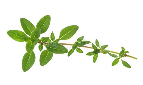 Thyme. Sprig isolated on white background , #Sponsored, #Sprig, #Thyme, #isolated, #background, #white #ad Thyme Sprig, Marjoram, Background White, Thyme, Plant Leaves, White Background, Photo Image, Herbs, Stock Photos